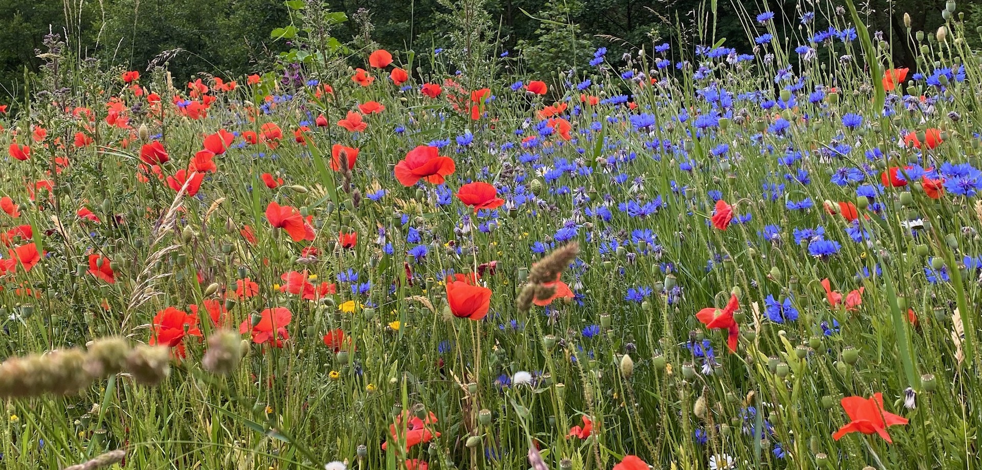 Wildblumenwiese mit Mohnblumen und Kornblumen