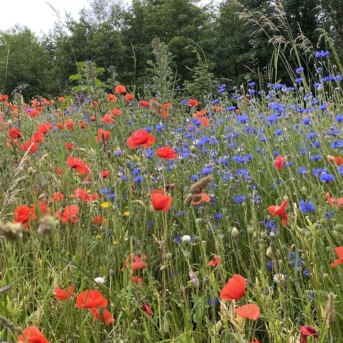 Sommerblumenwiese mit roten und blauen Blüten